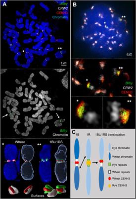 Only the Rye Derived Part of the 1BL/1RS Hybrid Centromere Incorporates CENH3 of Wheat